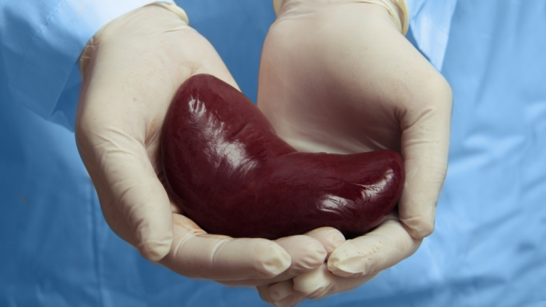 Donating a Kidney: What You Should Know?